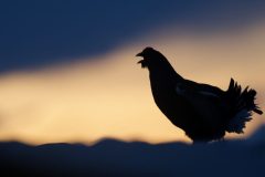 cropped-tetras20519-scaled-1