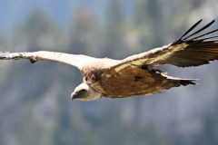 cropped-vautour280710-scaled-1