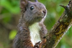 ecureuil24043-scaled