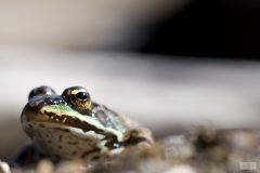 Grenouille janvier 2020