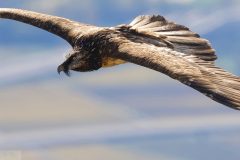 gypaete061110-scaled