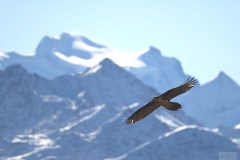 Gypaète barbu novembre 2021