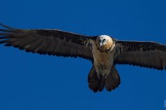 Gypaète barbu novembre 2021