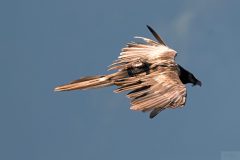 gypaete15084-1-scaled