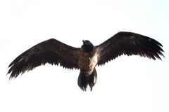 gypaete181111-scaled