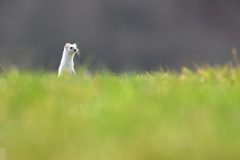 hermine0203116-scaled