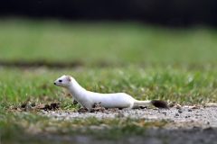 hermine0203117-scaled