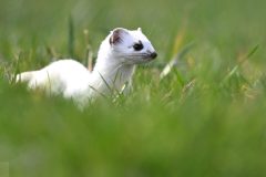 hermine0203118-scaled