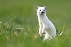 hermine0203119-scaled