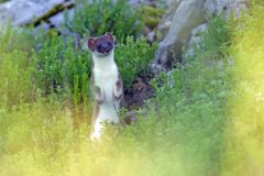 Hermine janvier 2021