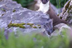 Hermine juillet 2021