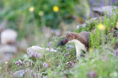 Hermine juillet 2021