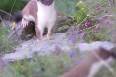 Hermine juillet 2021