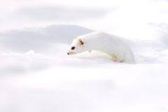 hermine290113-1-scaled