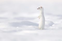 hermine290116-2-scaled