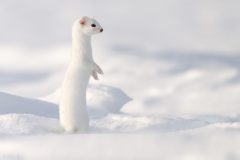 hermine290117-1-scaled