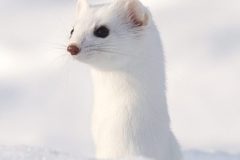 hermine290118-1-scaled