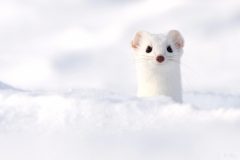 hermine290119-1-scaled