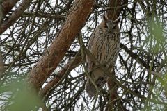 Hibou moyen Duc 2020