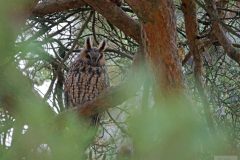 Hibou moyen Duc 2020