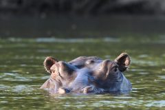 hippo12-scaled
