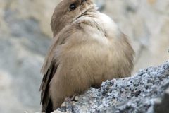 hirondellerocher18038-scaled