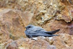 hirondellerocher1806-scaled