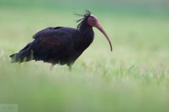 ibischauve230615-scaled