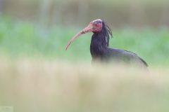 ibischauve240611-scaled