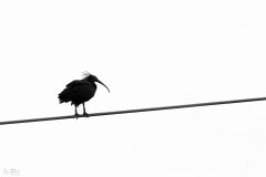 ibischauve24065-scaled