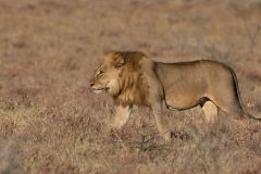 lion4-scaled