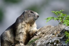 Marmotte 2020