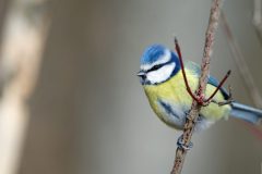 mesange0602223-scaled