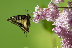 Machaon janvier 2020