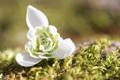 perceneige27023-scaled