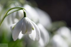 perceneige27026-scaled