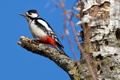 Pic épeiche janvier 2021