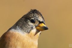 Pinson du Nord octobre 2021