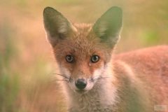 Renard 2020