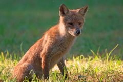 Renard 2020