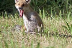 Renard 2020