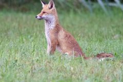 Renard 2020