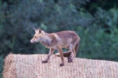 Renard 2020