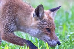 Renard 2020