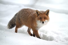 renard26126-scaled