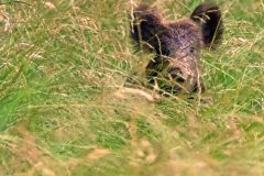 Sanglier janvier 2020