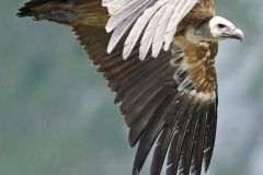 vautour21062-scaled