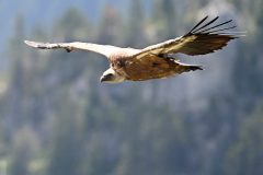 vautour280710-scaled