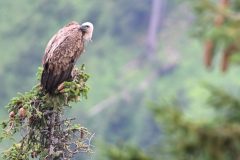 vautour280723-scaled