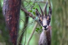 Chamois24043-scaled